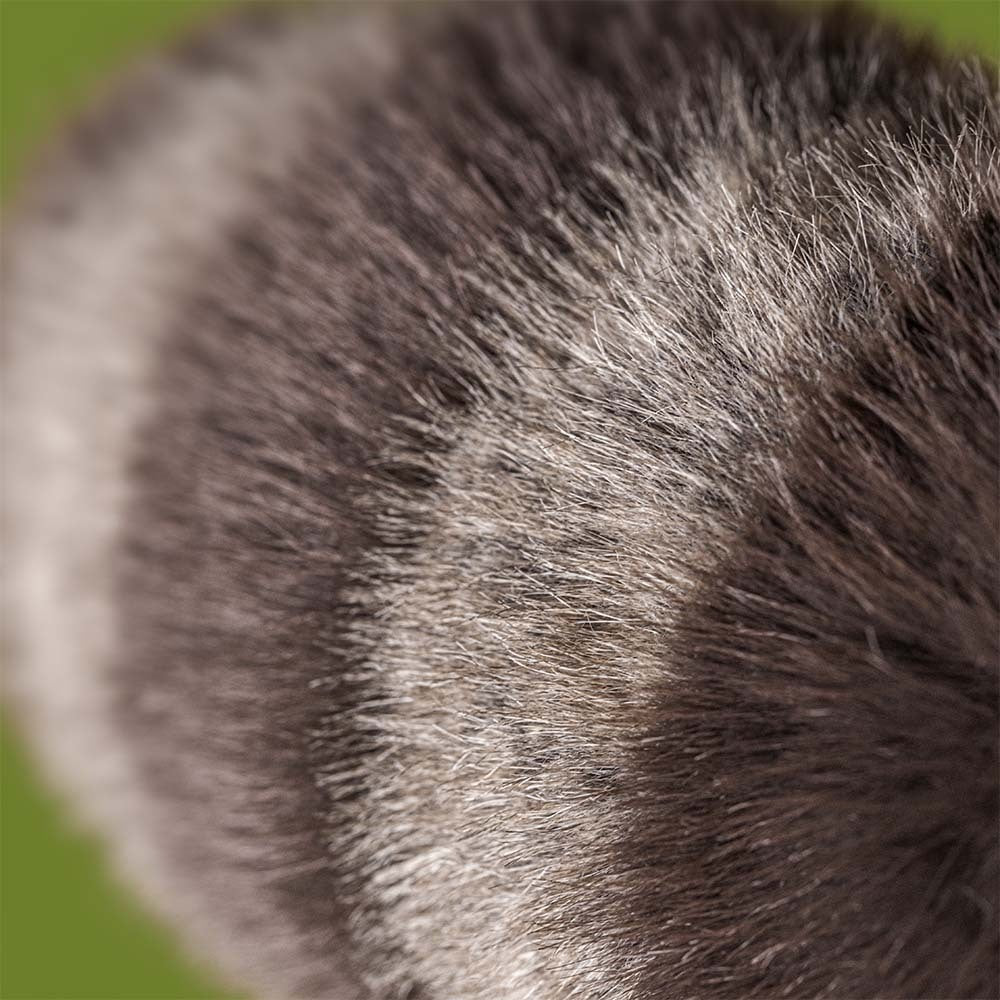 Jellycat Trixiwoo Racoon